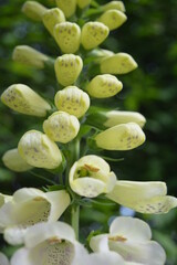 Portrait photo of foxglove flower in the garden © Sheila Shu Cheung