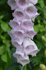 Portrait photo of foxglove flower in the garden © Sheila Shu Cheung