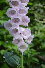 Portrait photo of foxglove flower in the garden © Sheila Shu Cheung