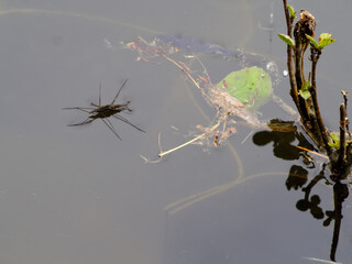 Jesus bug on the water surface of pond