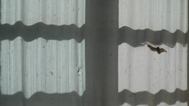 The shadow of the window and the butterfly on the curtain