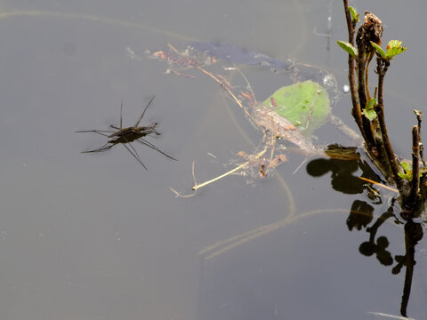 Jesus bug on the water surface of pond