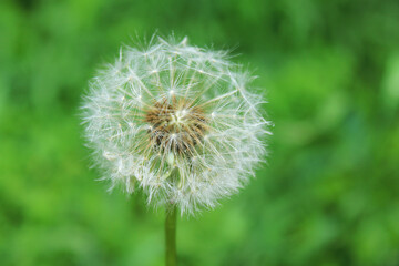 Dandelion on a background of green grass.