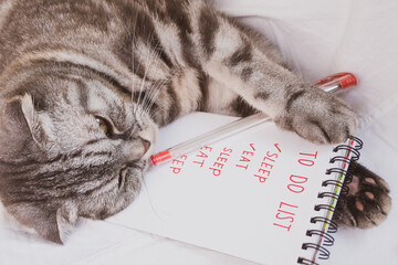 Gray scottish fold cat sleeping on a sofa with a notepad. The notebook contains a to-do list and items - eat and sleep. Creative funny pet concept.