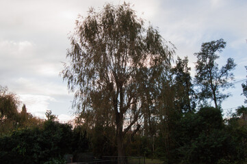 Obraz premium An autumn sunset on the golf court