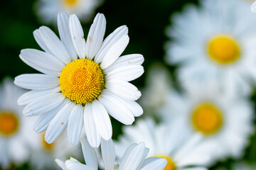Fototapeta premium Close up Macro Chamomile on black background