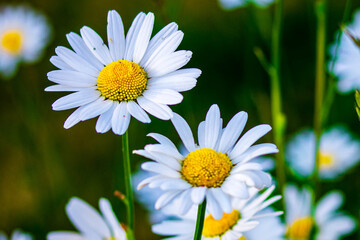 Obraz premium Close up Macro many Chamomile next to each other