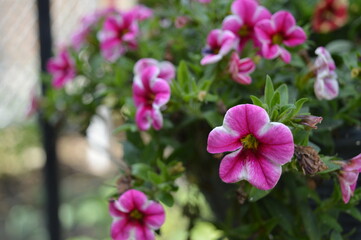 Fototapeta na wymiar Landscape photo of pink flowers in hanging basket