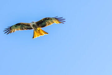 Eagle on the clear blue sky background