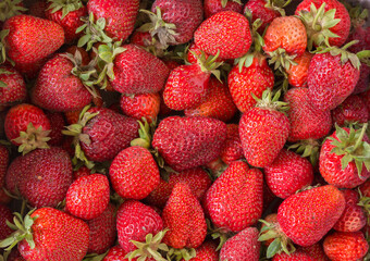 Background of freshly picked red ripe strawberries. Unwashed natural product