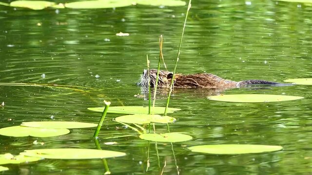 nutria baby eats water lily in the water
