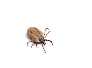 health danger disease carrier ticks