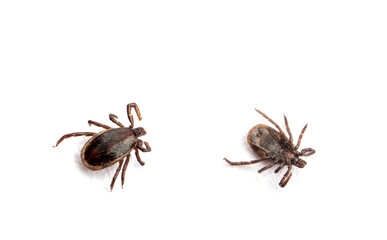 health danger disease carrier ticks