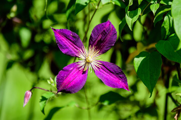 One delicate purple Volcano clematis flower, also known as traveller's joy, leather flower or vase vine, in a sunny spring garden, beautiful outdoor floral background photographed with soft focus.
