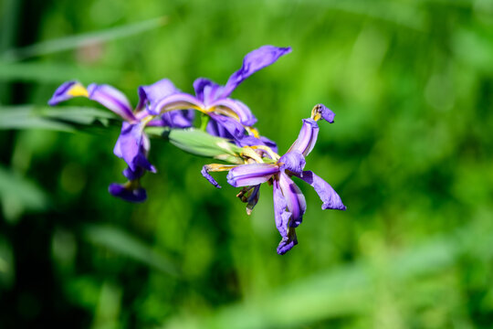 Close up of many small light blue iris flowers in a sunny spring garden, beautiful outdoor floral background photographed with soft focus.