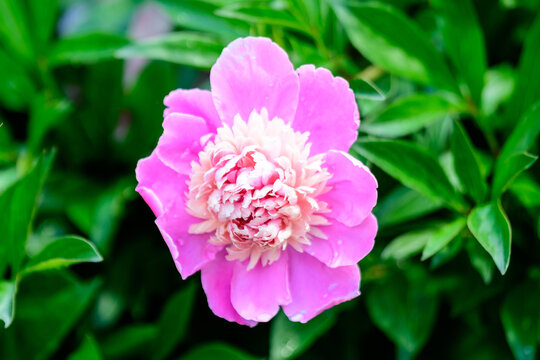 Bush with one large delicate vivid pink peony flower in a British cottage style garden in a sunny spring day, beautiful outdoor floral background photographed with selective focus.