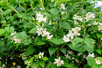 Fototapeta premium Fresh delicate white flowers and green leaves of Philadelphus coronarius ornamental perennial plant, known as sweet mock orange or English dogwood, in a garden in a sunny summer day, beautiful outdoor