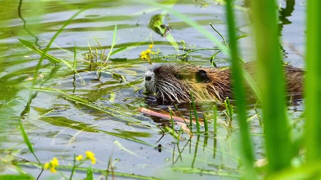 nutria baby eats marsh marigold in the water