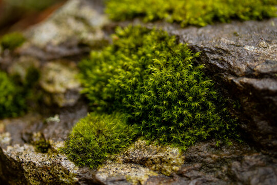 Close up macro of true moss (bryopsida) on raw moist stones in the forest. Selective focus
