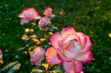 Awe divine Roses at Midsummer in park of University
in Northern countru ( Russia)