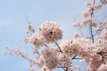 Pink and white Sakura blossom in April Japan under blue sky