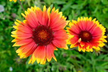 Top view of two vivid yellow and red Gaillardia flowers, common name blanket flower,  and blurred green leaves in soft focus, in a garden in a sunny summer day, beautiful outdoor floral background