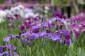 色鮮やかな菖蒲の花　東京都葛飾区　日本