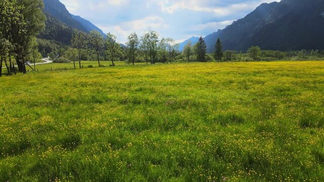 Low flight over a green meadow in the German Alps of Bavaria - Allgau district. aerial drone footage