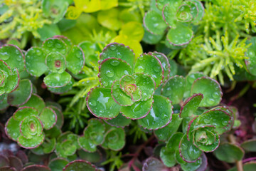 Closeup of  green sempervivum plant with dew drops