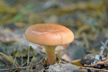 mushroom in the forest