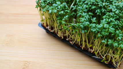 Fresh Garden Cress or Curly Cress (Lepidium sativum) in a container for growing on a wood cutting...