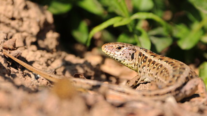 female lizard lacerta agilis