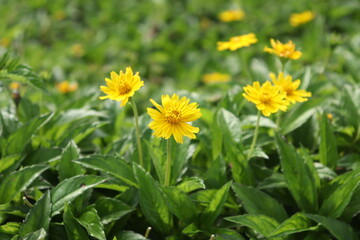 beautiful yellow flower in a frest