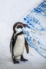 Fototapeta premium Humboldt penguin (Spheniscus humboldti) stay on bank ready to jump into water