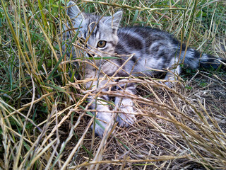 Cat in the grass