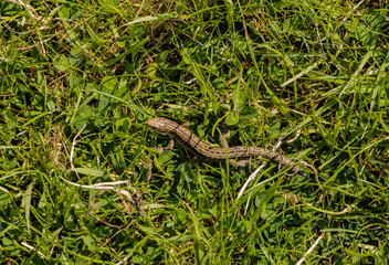 Common Lizard sitting in the sun, Glenariff forest park, Glens of Antrim, Causeway coastal route, area of outstanding natural beauty, County Antrim, Northern Ireland