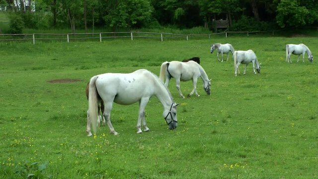 LIPIZZANER FOHLEN . LIPIZZAN FOALS