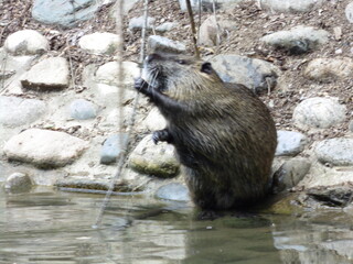 european otter on a tree