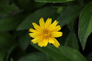 beautiful yellow flower in a frest
