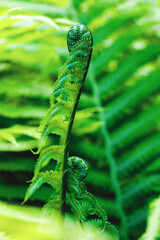 Fern leaf green foliage a natural plant background in the form of a frame, close up swirling spiral fern young shoot. Two young shoots - concept together