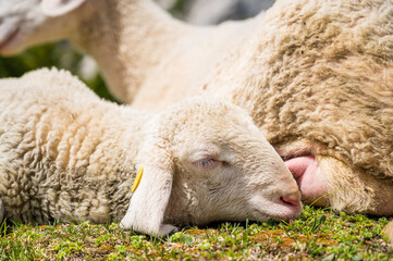 Cute lamb with her mother resting on mountain meadow.