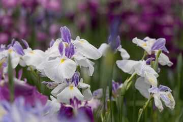 色鮮やかな菖蒲の花　東京都葛飾区　日本