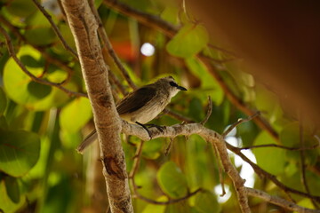 Vogel