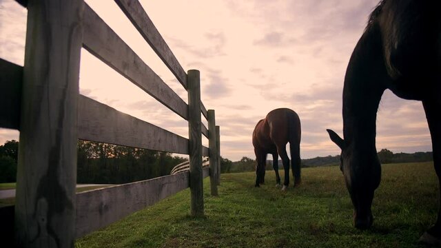 Horses Grazing by Wood Fence, Rising Shot, Sunrise, Lens Flare