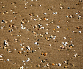 Fototapeta na wymiar Conchas en la arena de la plancha