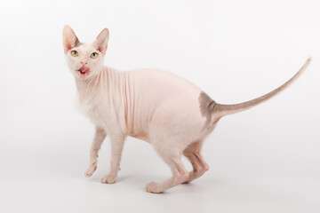 Don Sphynx cat on colored backgrounds