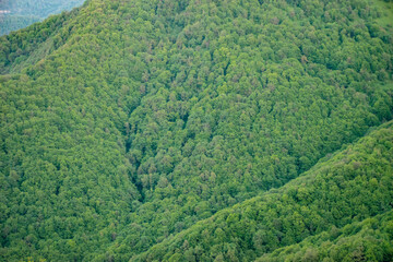 green forest landscape