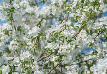 Spring Apple Blossom over blue sky.
