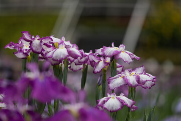 色鮮やかな菖蒲の花　東京都葛飾区　日本
