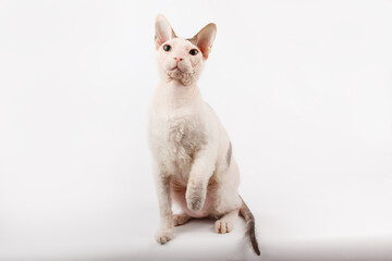 Don Sphynx cat on colored backgrounds